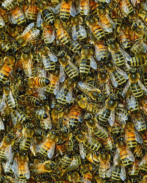 Bees in the service of NATO PR photo by Sid Mosdell