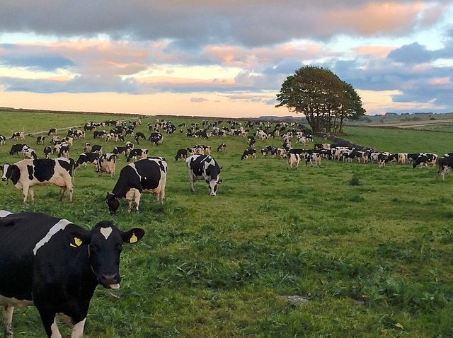 Cows on farm in Yorkshire photo by RF Vila